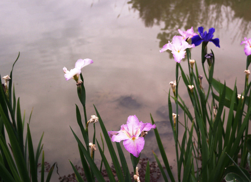花类药材
