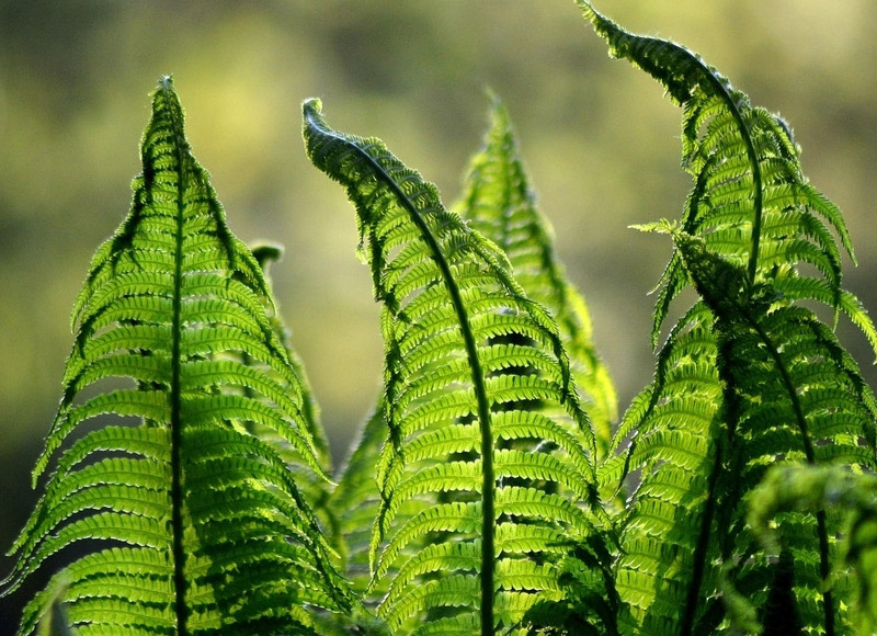 植物全草类