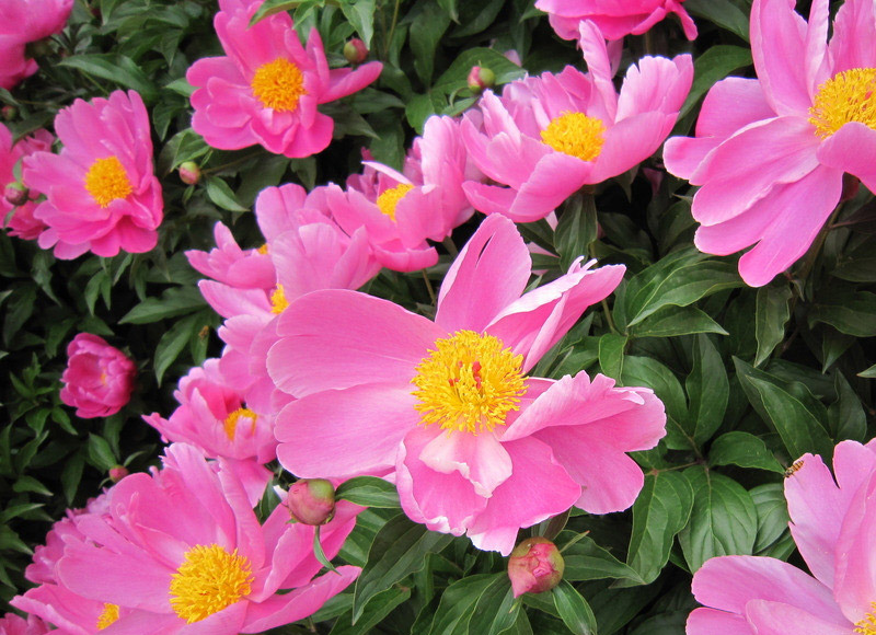 花类药材
