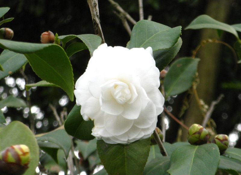 花类药材